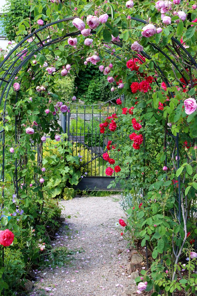Rosenbogen mit Blüten in rot und rosa