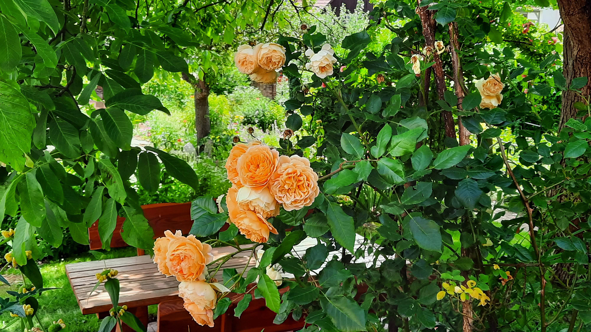Rosen im Sophiengarten Eschwege