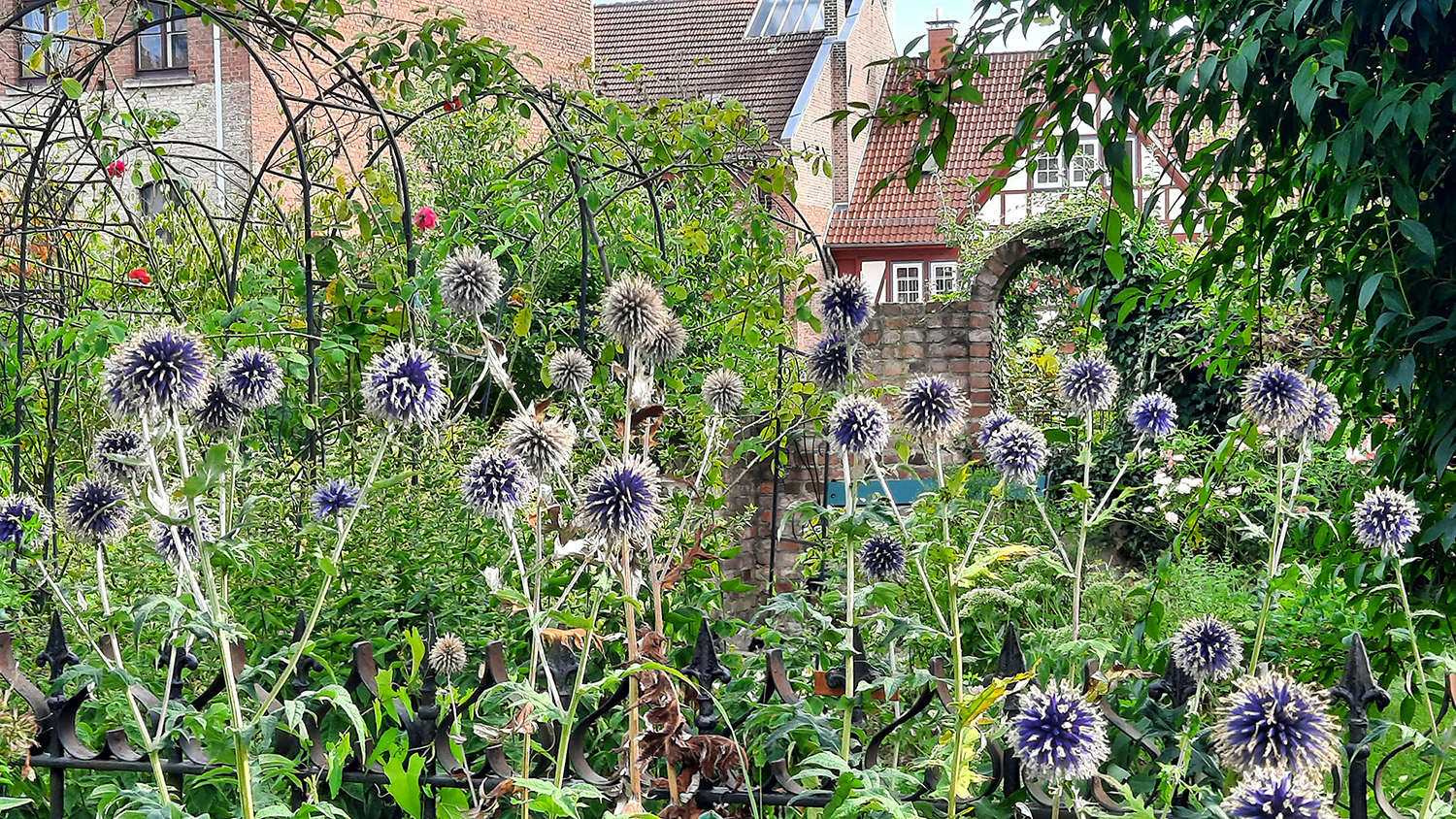 Kugeldistel - sehr beliebt bei Bienen und anderen Insekten