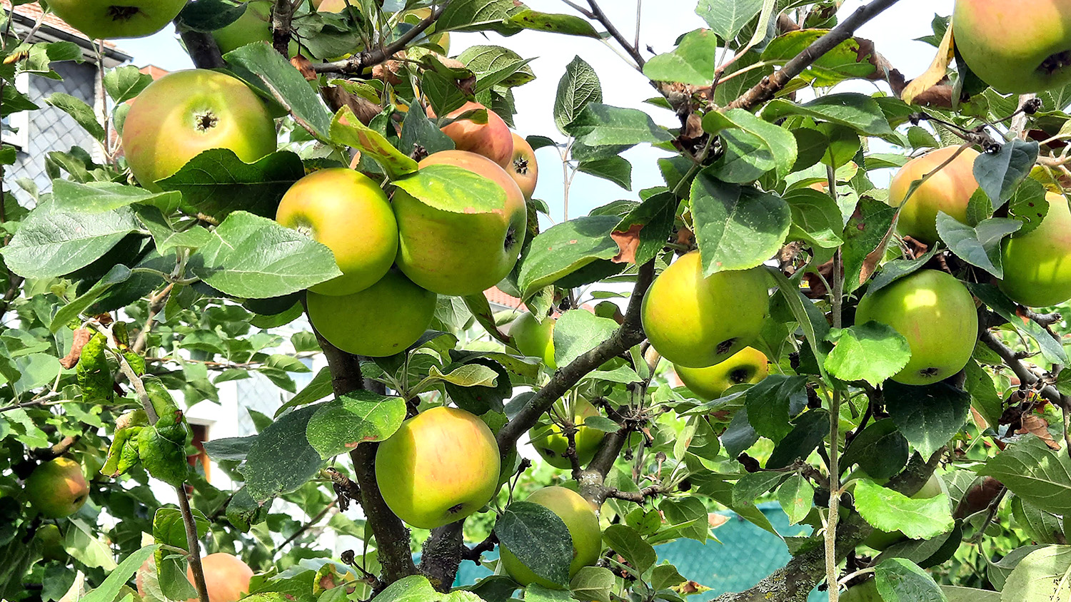 Reife Äpfel am Apfelbaum