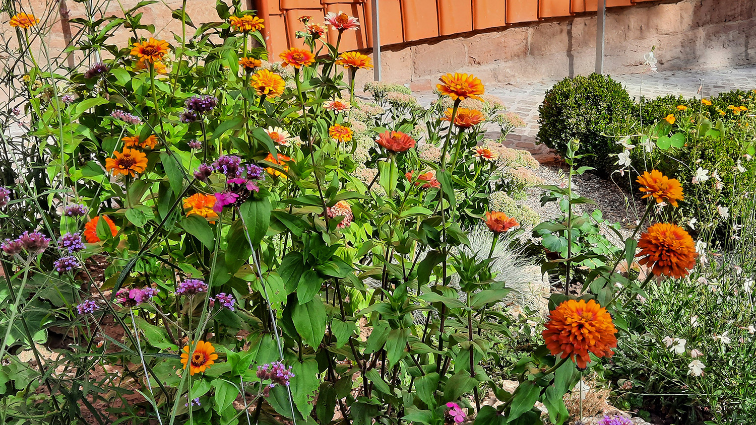 Verschiedene Blüten in Orange- und Lilatönen