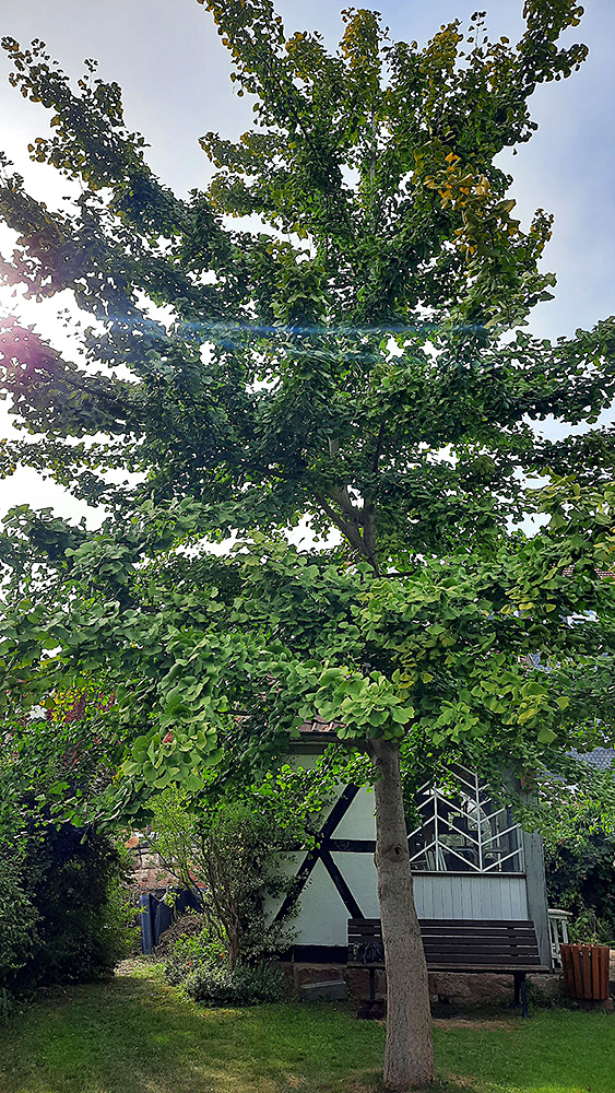 Großer Ginkgobaum
