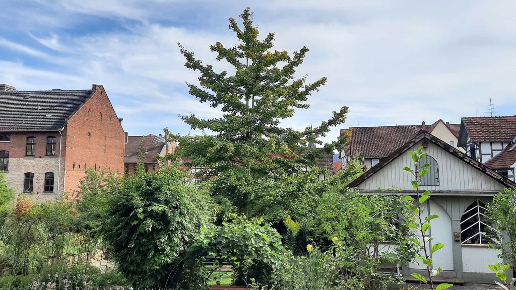 Blick auf den Ginkgobaum