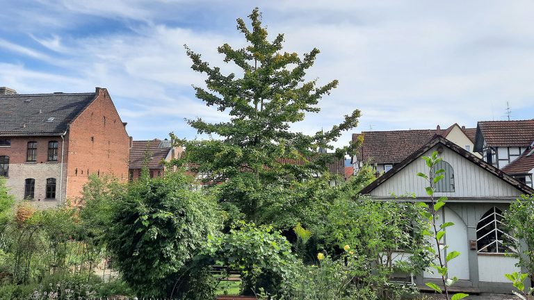 Blick auf den Ginkgobaum