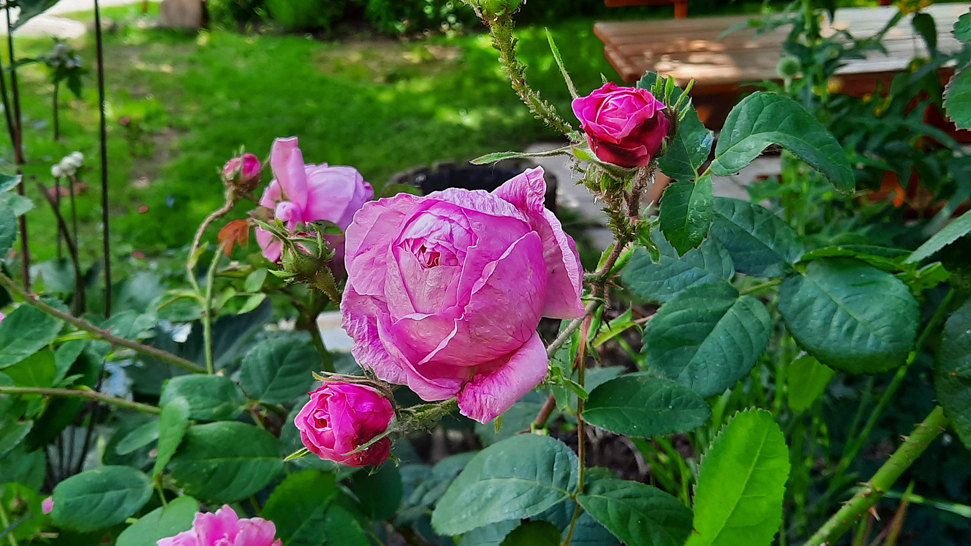 Rosen im Sophiengarten Eschwege