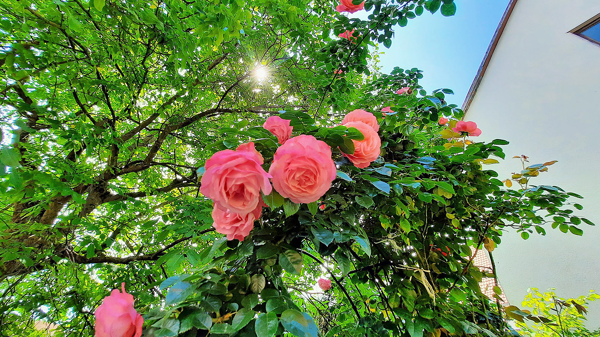 Rosen im Sophiengarten Eschwege
