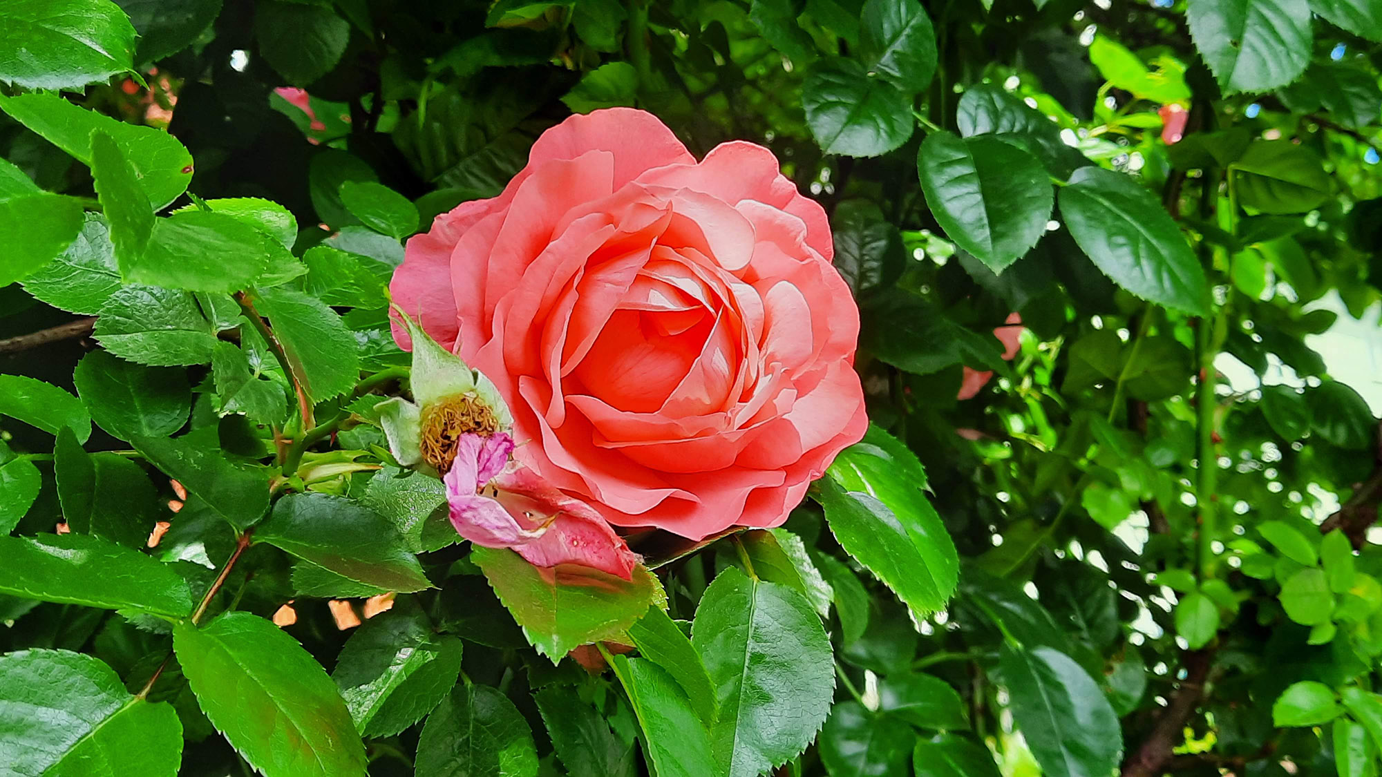 Rosen im Sophiengarten Eschwege