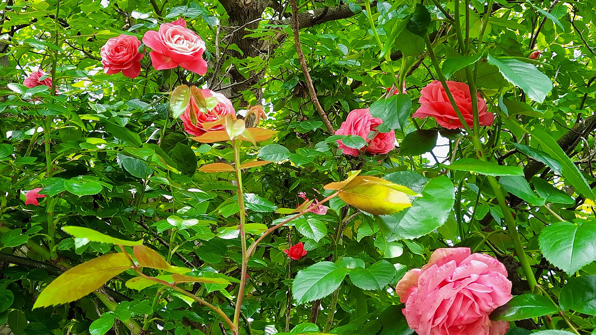 Rosen im Sophiengarten Eschwege