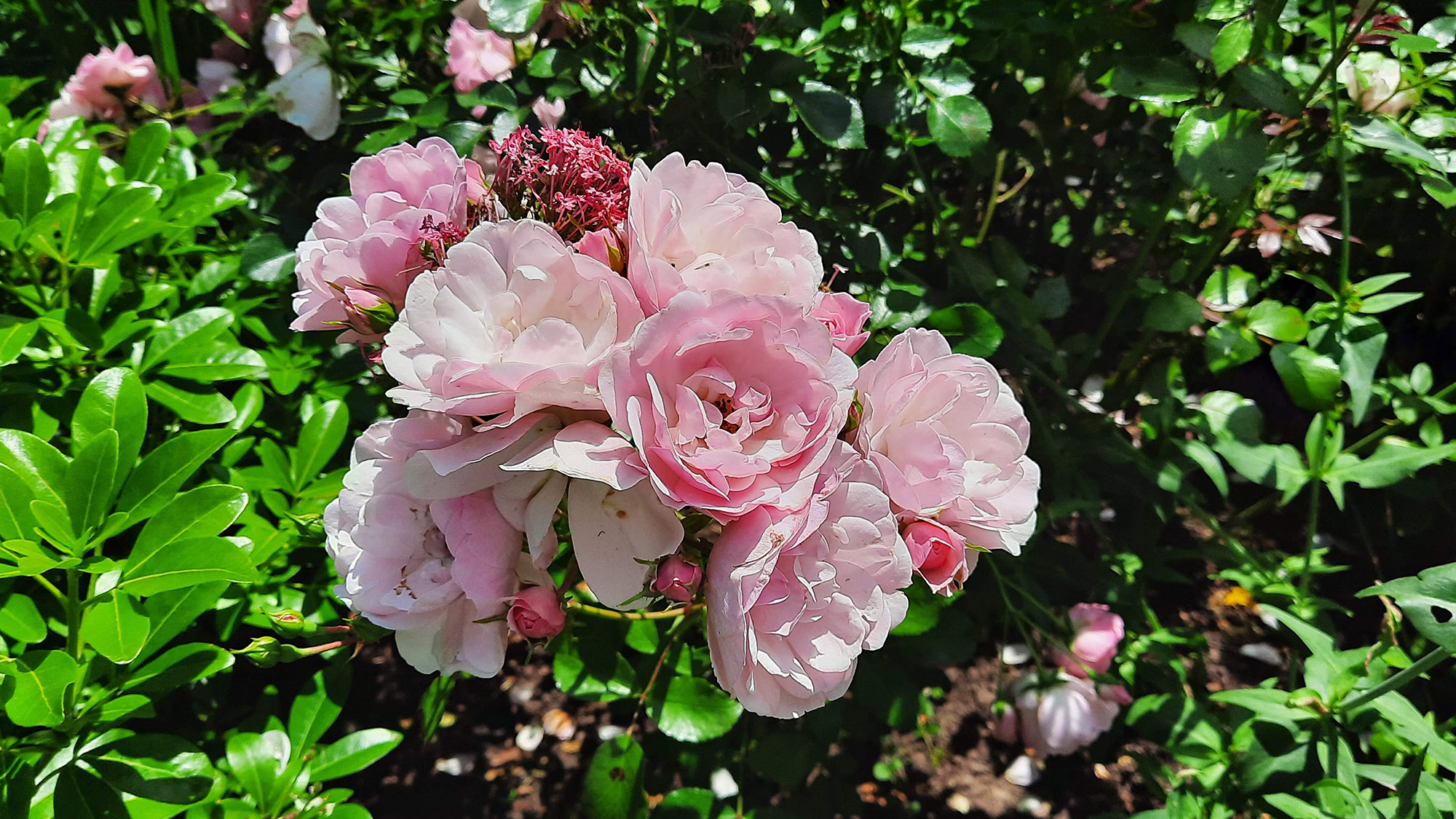 Rosen im Sophiengarten Eschwege