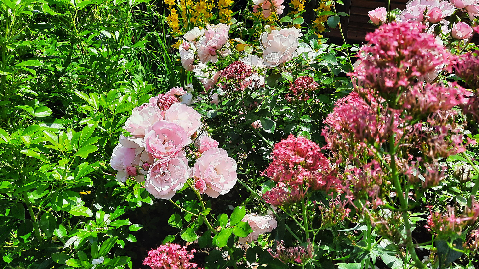 Rosen im Sophiengarten Eschwege