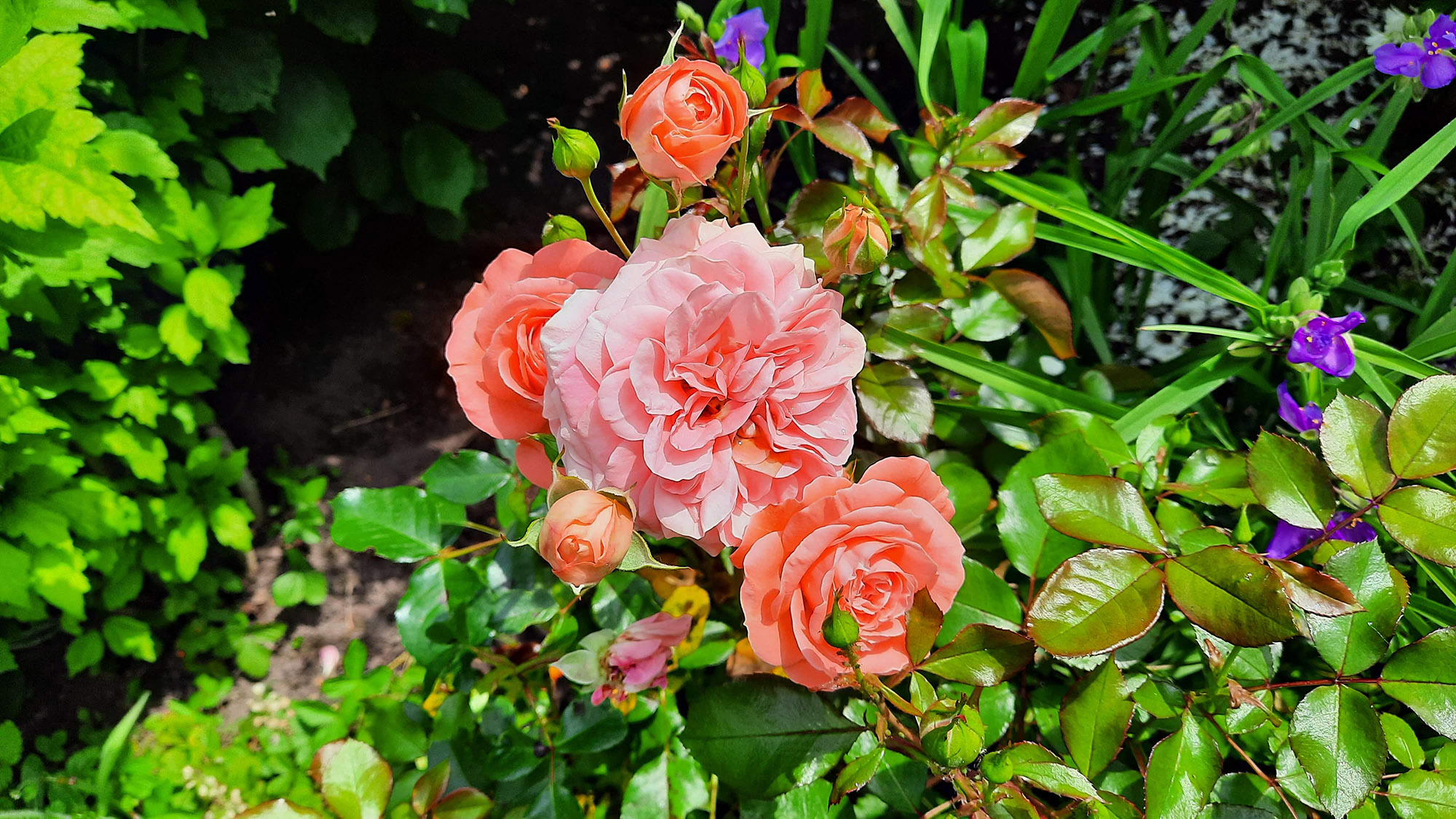 Rosen im Sophiengarten Eschwege