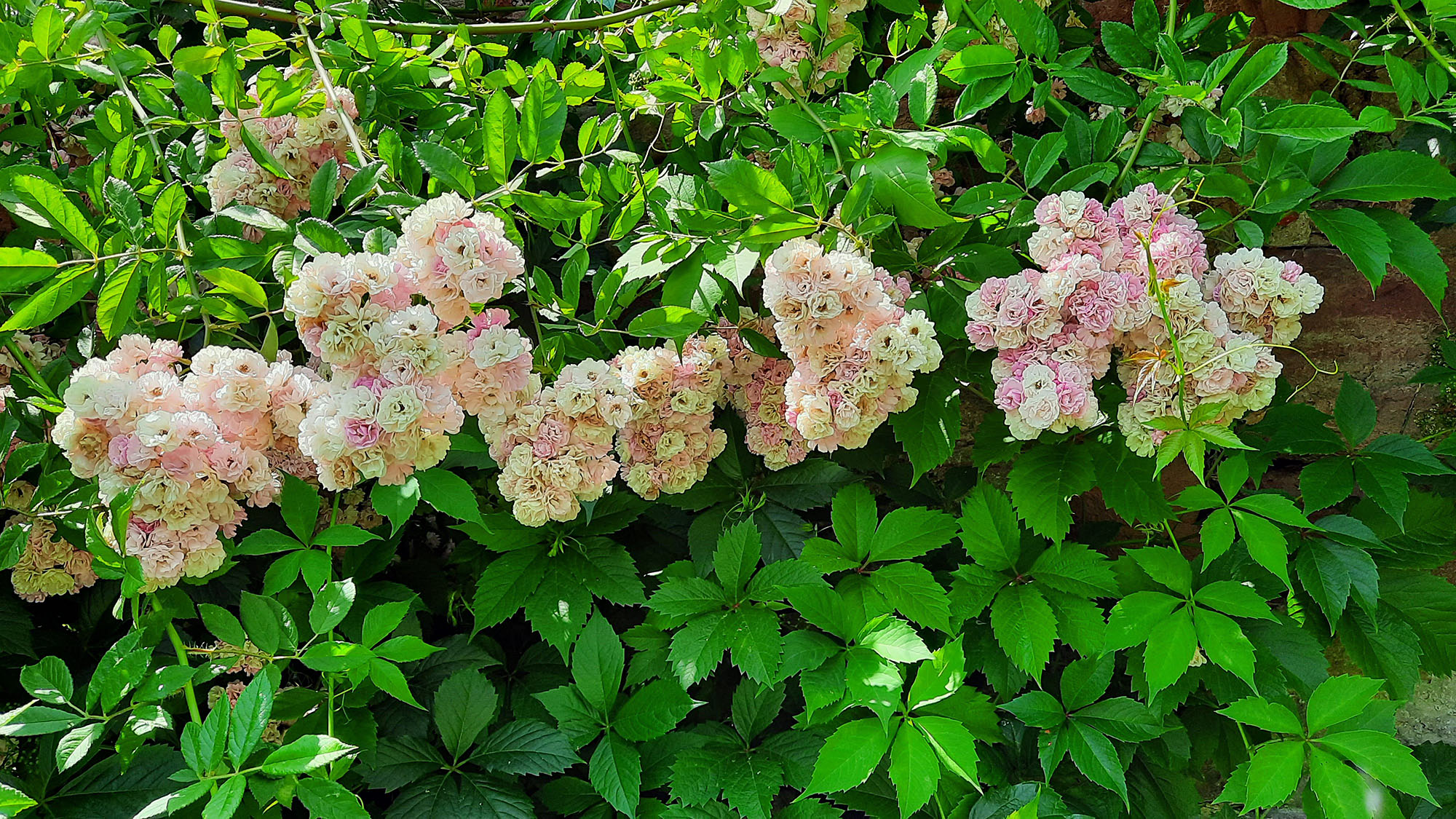 Kleine Kletterrosen in verschiedenen Rosétönen.