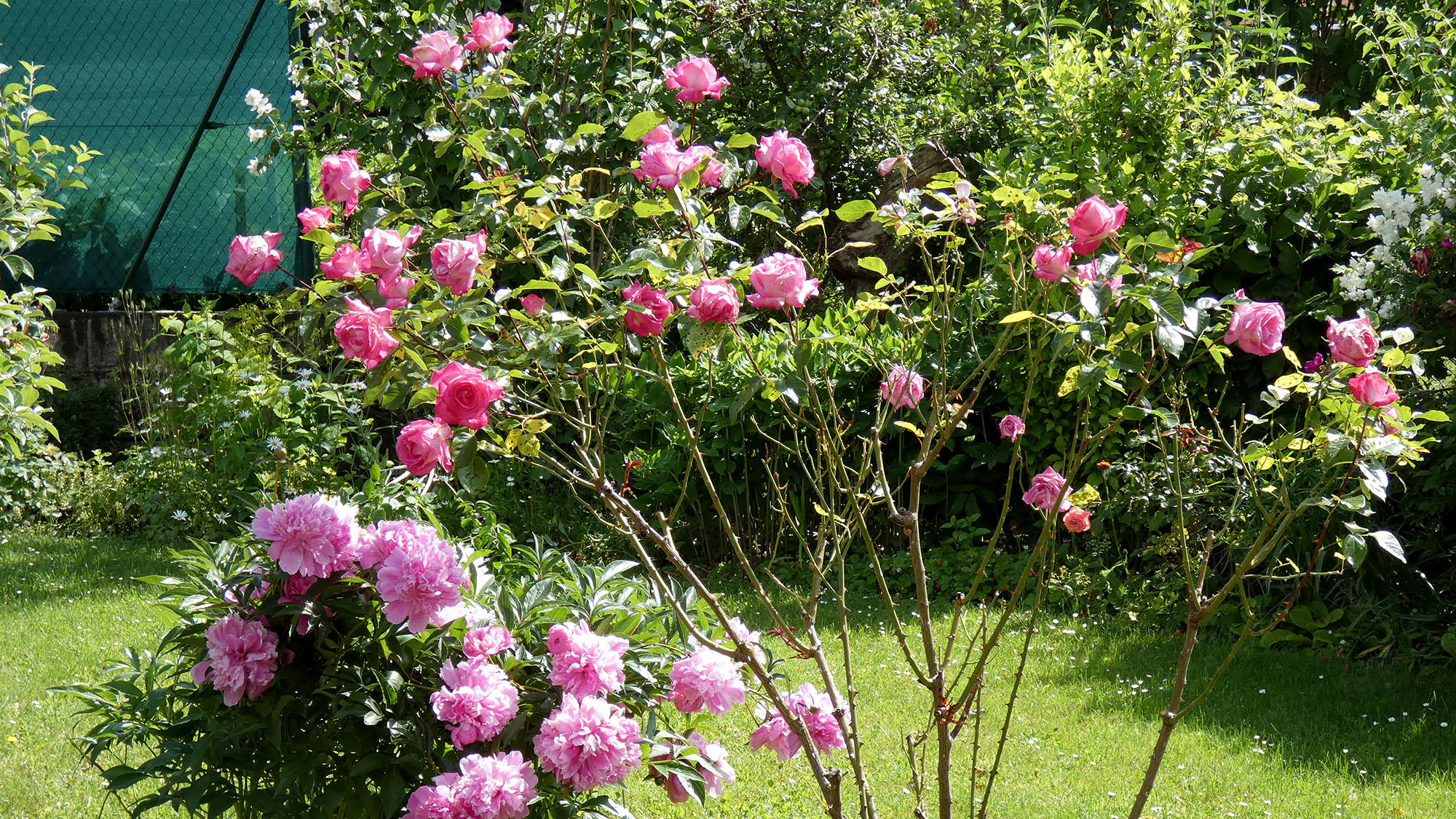 Rosen im Sophiengarten Eschwege